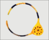 Wheel Clamp Lock